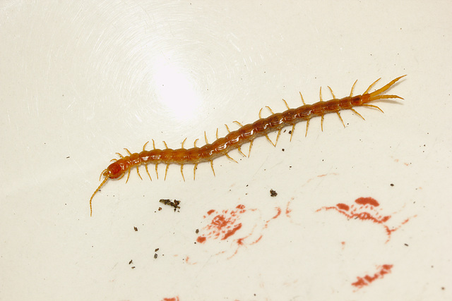 IMG 9468centipede