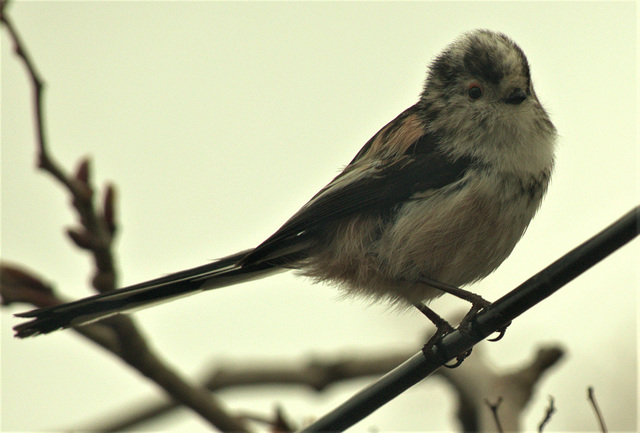 Long Tailed Tit