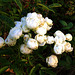 Roses blanches du jardin