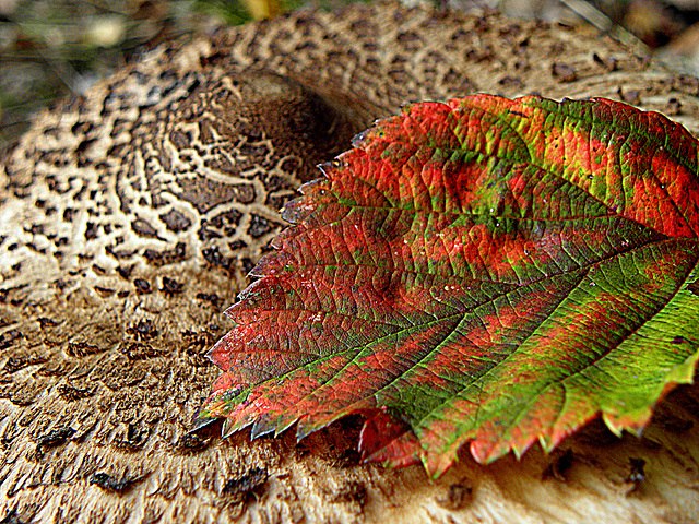 Mushroom-leaf Autumn