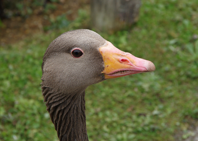 Greylag Goose