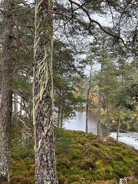 Lichen by The River Affric