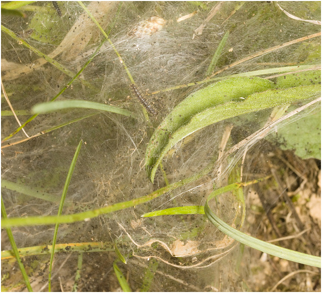 IMG 0070 Glanville larva web
