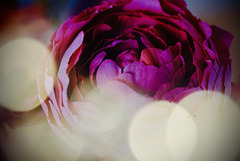 SSC - Bokeh im Vordergrund - SSC - Bokeh im Vordergrund -