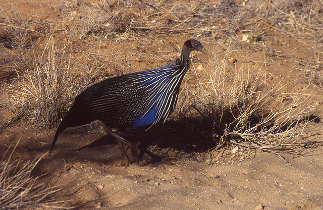 Vulterine Guinea-fowl