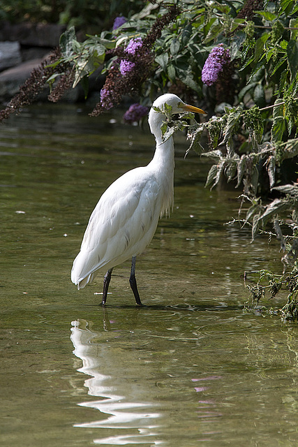 20140801 4554VRAw [D~E] Silberreiher, Gruga-Park, Essen