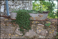 Sedum album brevifolia