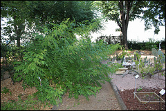 Datisca cannabina (5) Datisca cannabina (5)
