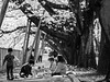 Picnic under cherry blossoms