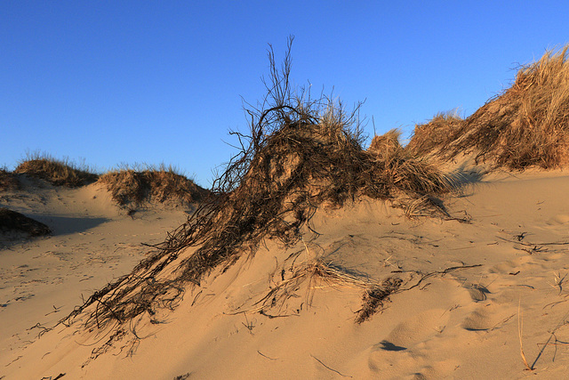 Lake Michigan Sand Dunes