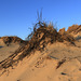 Lake Michigan Sand Dunes