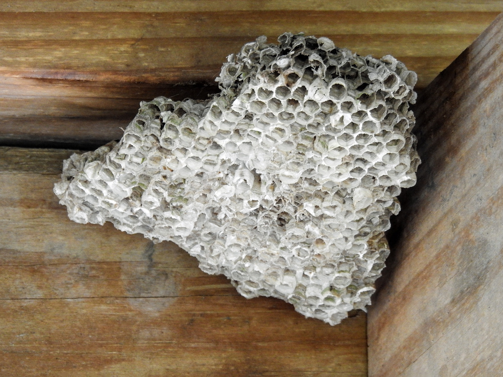 Day 5, wasp/bee nest, King Ranch