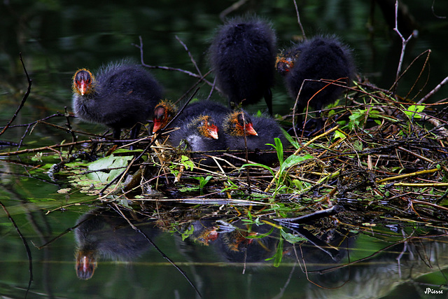 Foulques (juvenile)