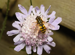 EF7A4143 Hoverfly