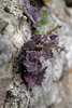 Sonchus asper, Serralha-de-espinho, Asteraceae, Marvão