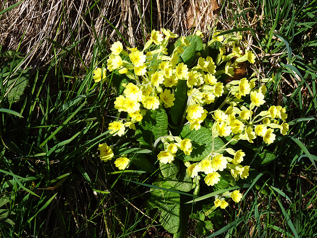 Frühlingsfarben