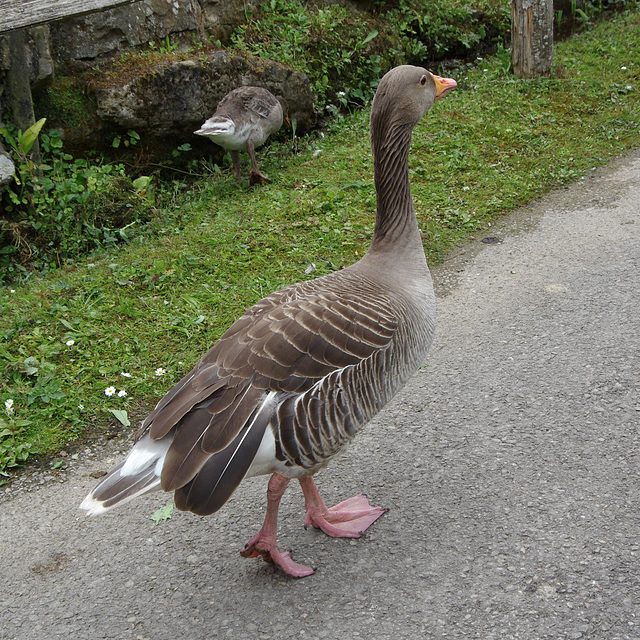 Greylag Goose