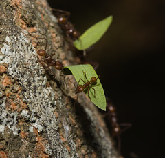IMG 8254 Leaf Cutter Ants-1