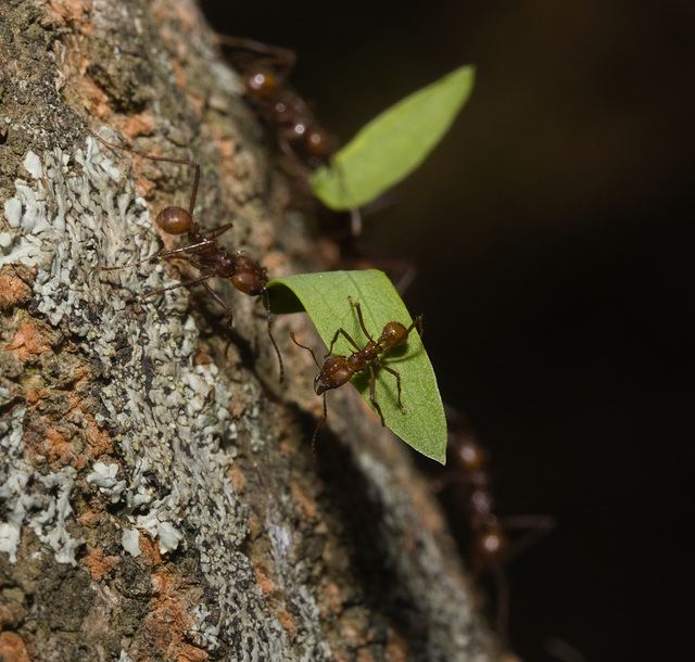 IMG 8254 Leaf Cutter Ants-1