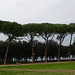 Italy, Arezzo, Pines in the Park Il Prato