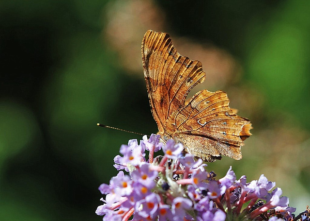 Polygonia c -album    ; Robert-le-diable