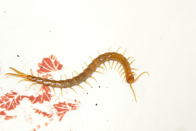 IMG 9457centipede