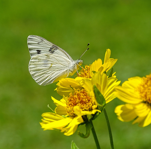 Checkered White (Pontia protodice)