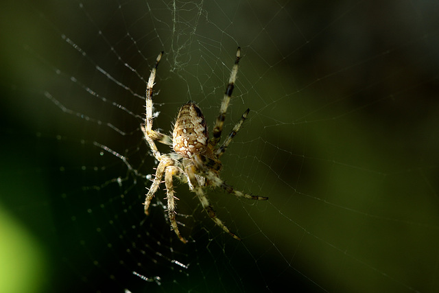 Orb-Weaver Spider, Upper Cwmbran 27 August 2017