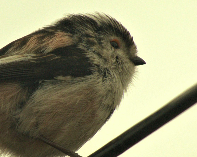 Long Tailed Tit