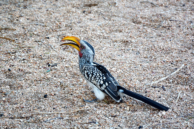 Namibia, Hornbill Bird in the Spitzkoppe Mountains