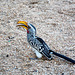 Namibia, Hornbill Bird in the Spitzkoppe Mountains