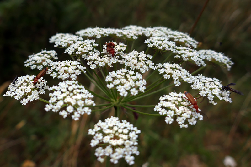 Apiacea gettonatissima !