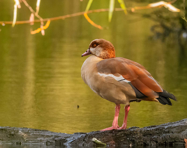 Egyptian goose