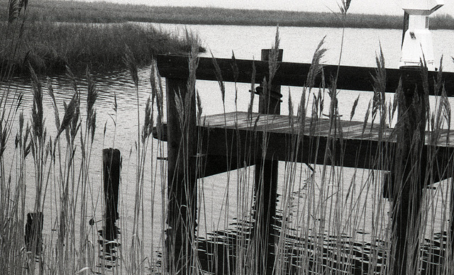 Dock in the Fog