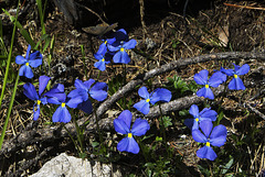 Fleurs bleues avec papillon.