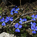 Fleurs bleues avec papillon.