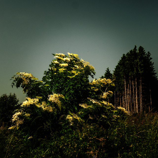 20250614_Wanderung Elbingerode-Drei Annen-Hohne-Schierke