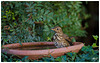 La Grive musicienne (Turdus philomelos) - Song Thrush