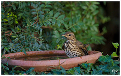 La Grive musicienne (Turdus philomelos) - Song Thrush La Grive musicienne (Turdus philomelos) - Song Thrush