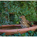 La Grive musicienne (Turdus philomelos) - Song Thrush