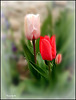 Tulipanes