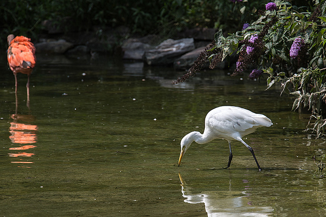 20140801 4556VRAw [D~E] Sichler, Silberreiher (Casmerodius albus), Gruga-Park, Essen