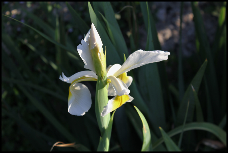 Spuria ( orientalis) (1)