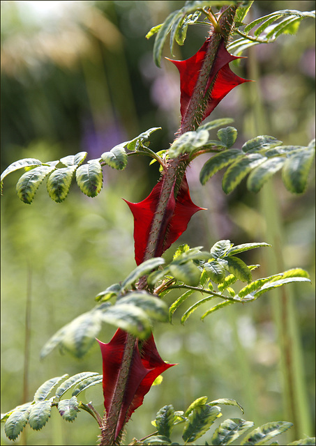 Rouge épineux.....