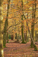 Sunset light blazing through Gosforth Wood