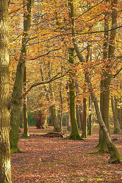 Sunset light blazing through Gosforth Wood