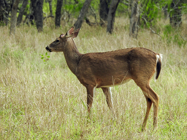 Day 5, White-tailed Deer, King Ranch