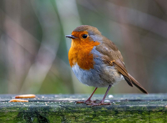 Robin