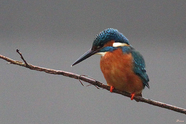 Martin-Pêcheur