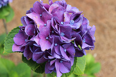 My favorite Bloom.. Purple Hydrangea ... my garden   6-2020